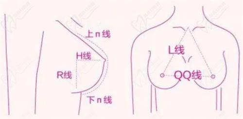 乳房比例